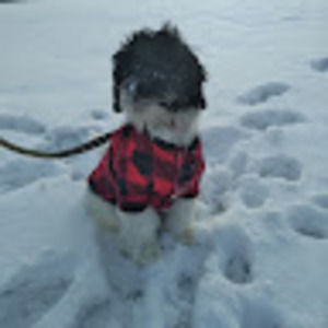 Meet your Posher, Kale